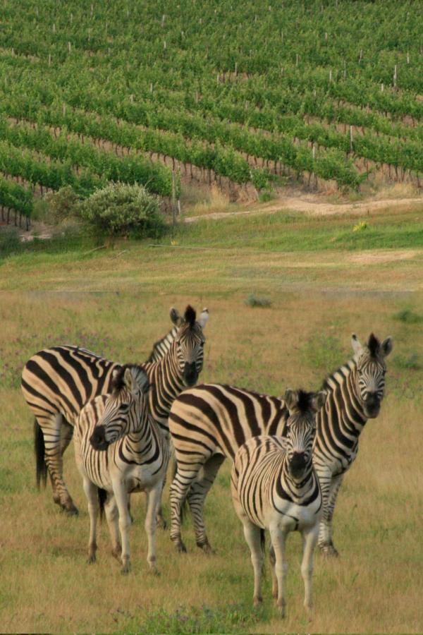Villa Wildlife Retreat On A Wine-Farm à Stellenbosch Extérieur photo